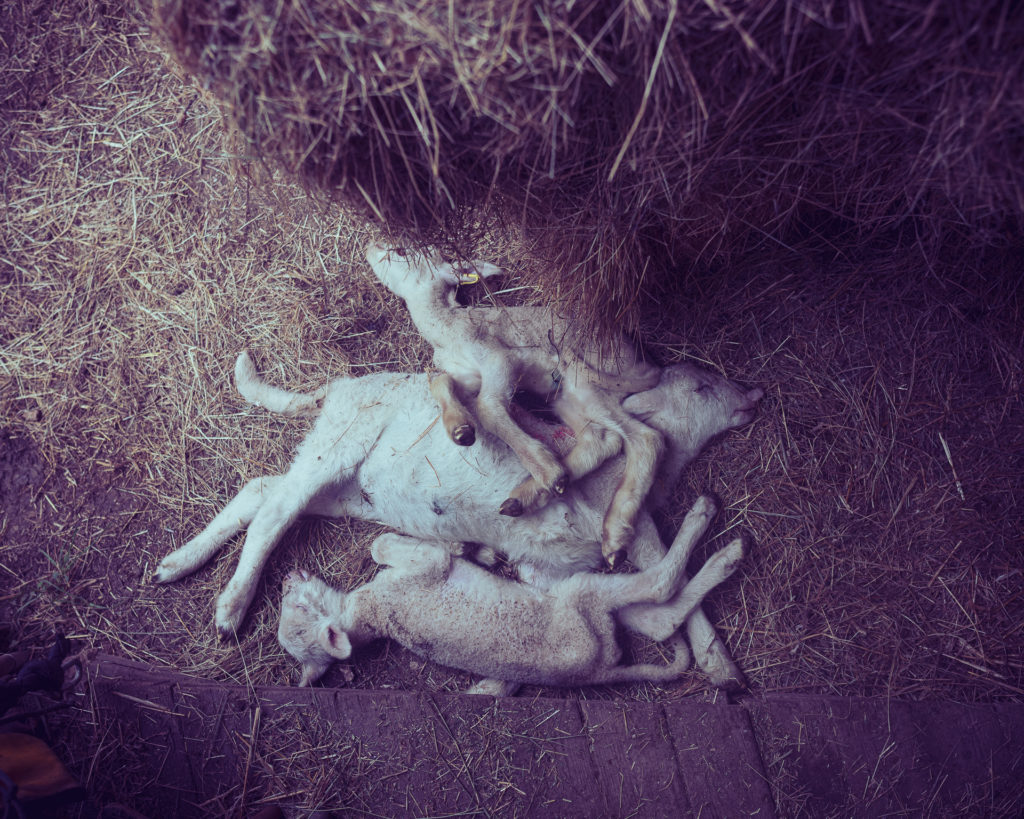 Agneaux mort
