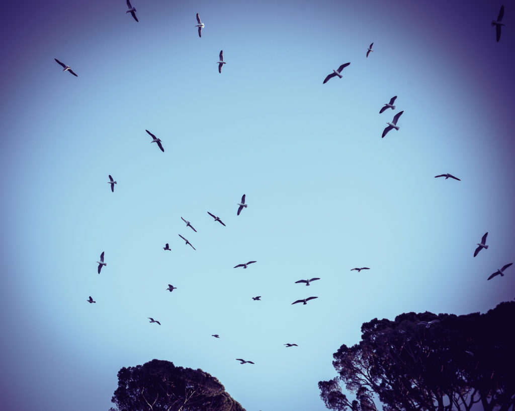 Mouettes dans le ciel